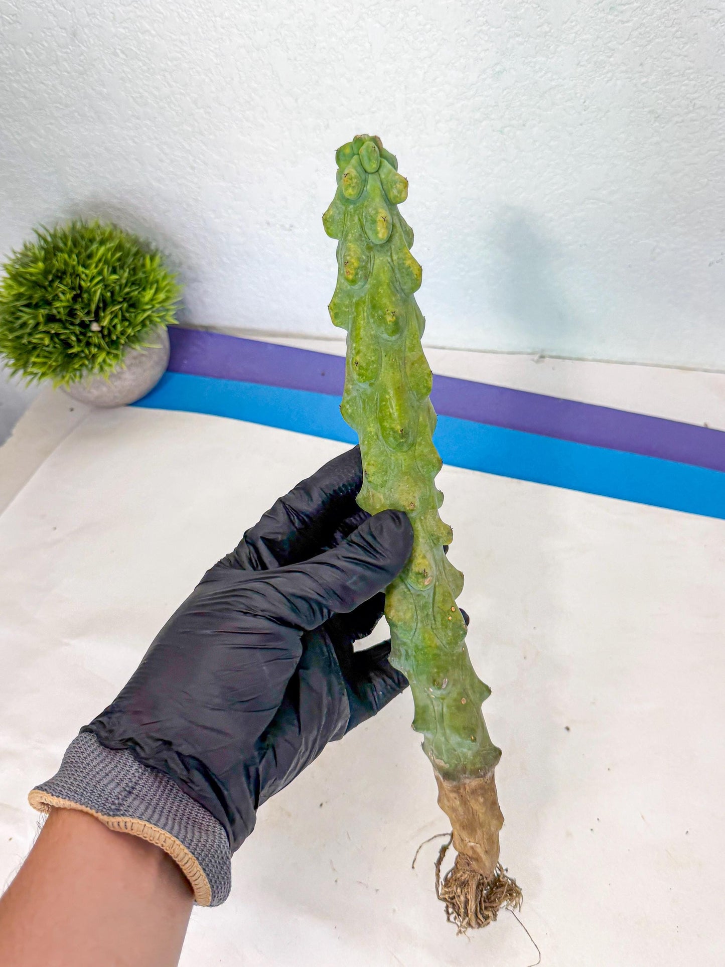 Boobie Cactus (gg) | Myrtillocactus geometrizans