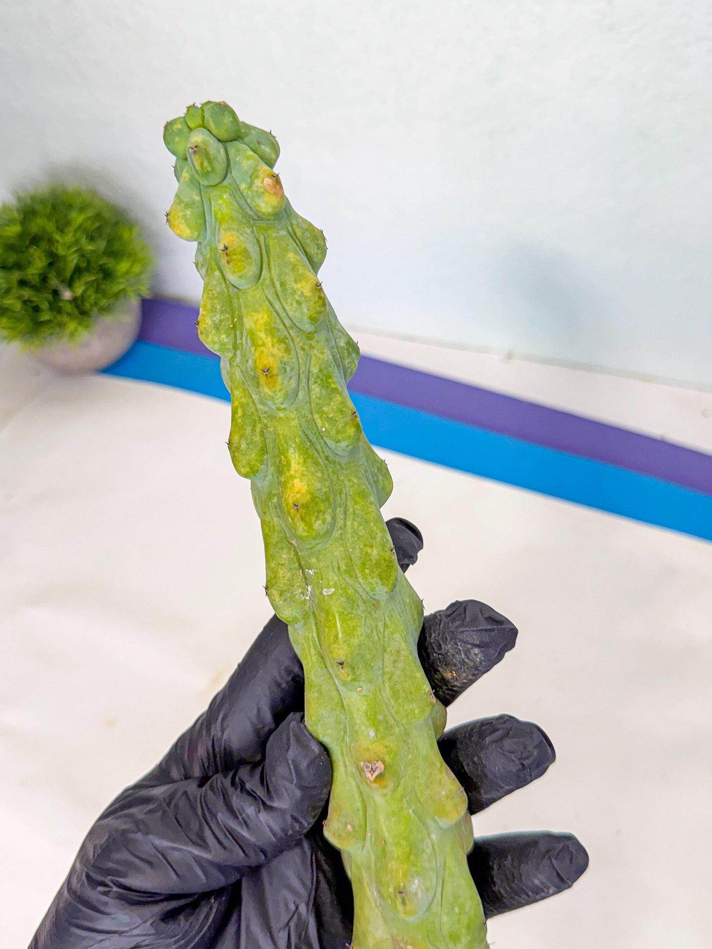 Boobie Cactus (oo) | Myrtillocactus geometrizans