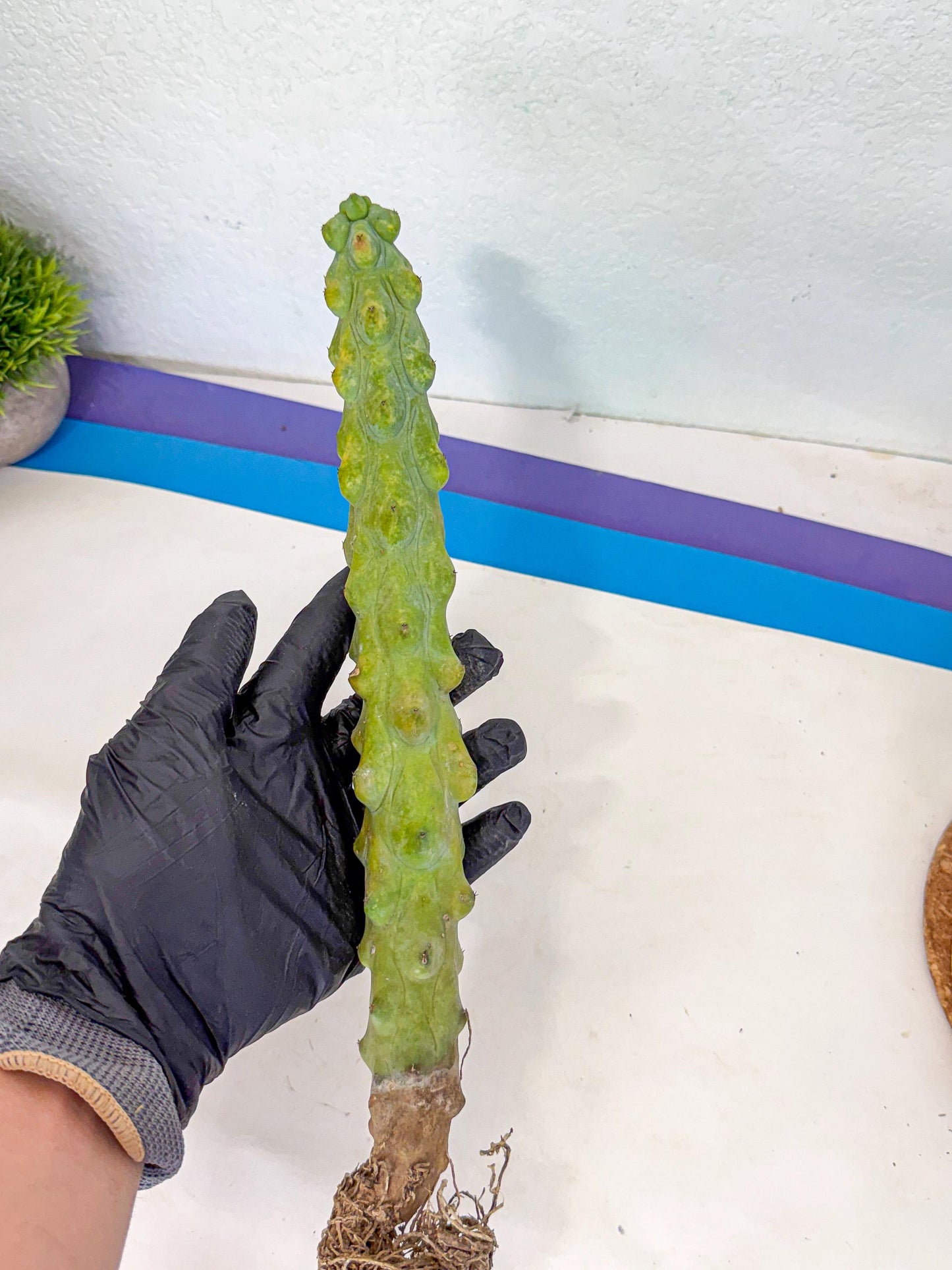 Boobie Cactus (oo) | Myrtillocactus geometrizans