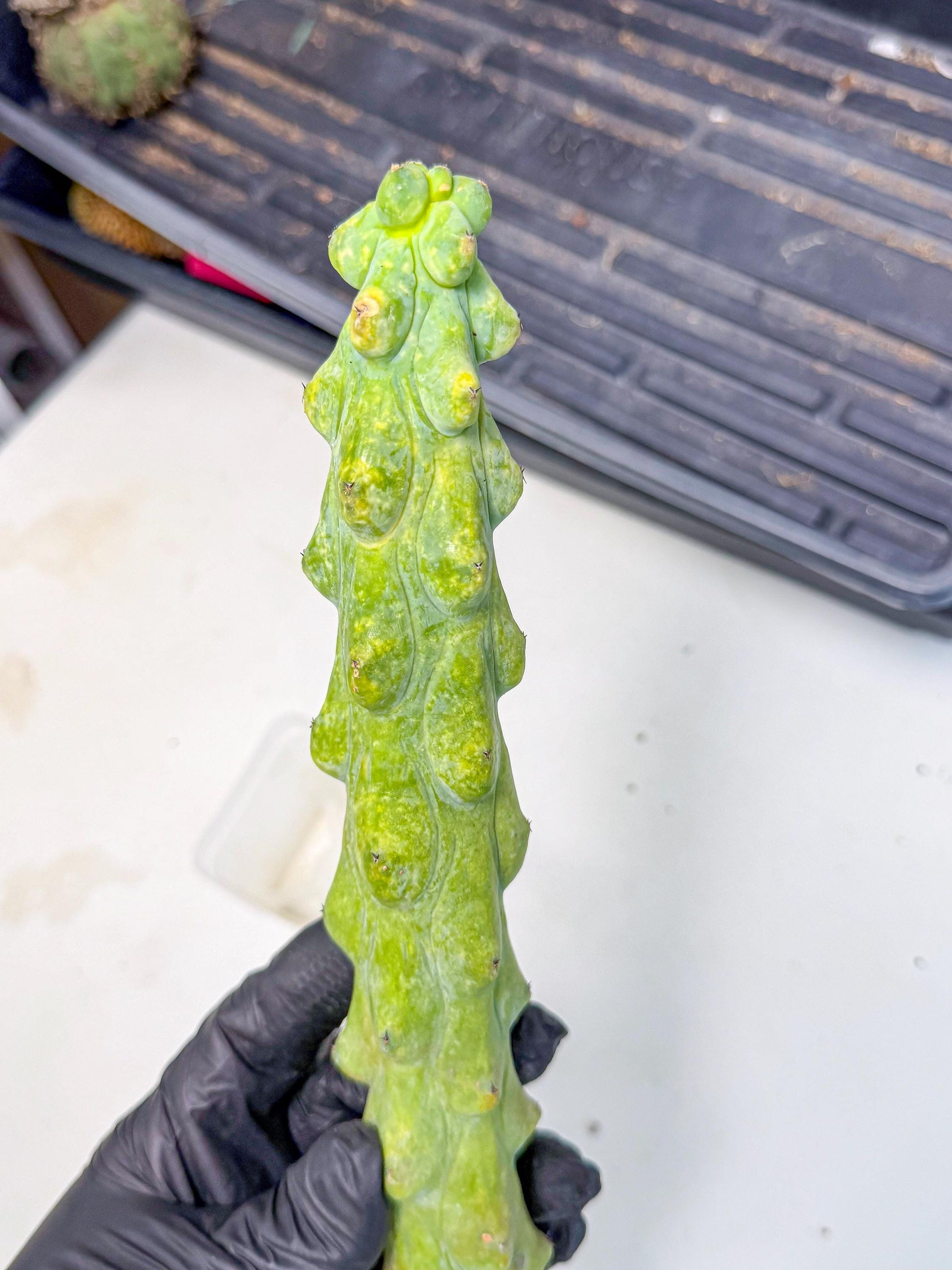 Boobie Cactus (oo) | Myrtillocactus geometrizans