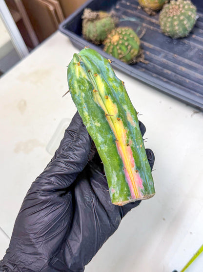 Myrtillocalycium chimera (pp) | Best For Grafted