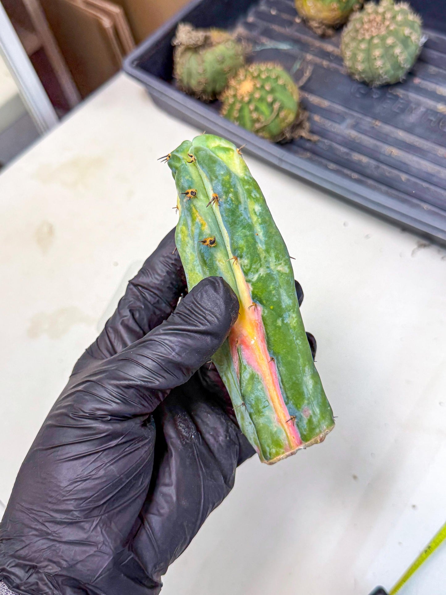 Myrtillocalycium chimera (pp) | Best For Grafted