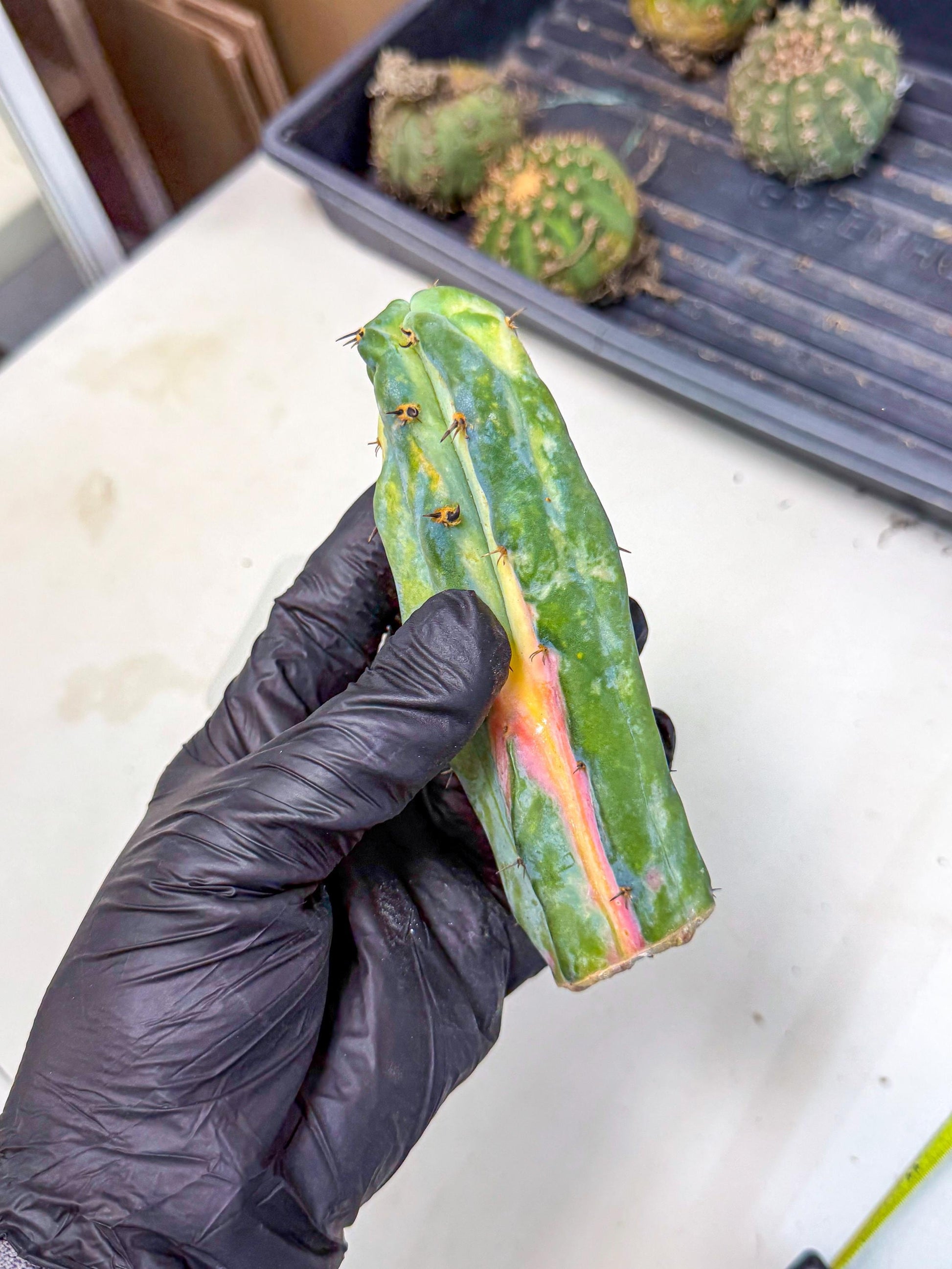 Myrtillocalycium chimera (pp) | Best For Grafted