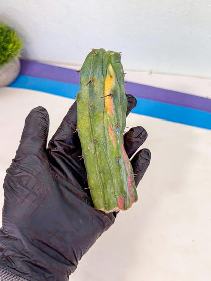 Myrtillocalycium chimera (pp) | Best For Grafted