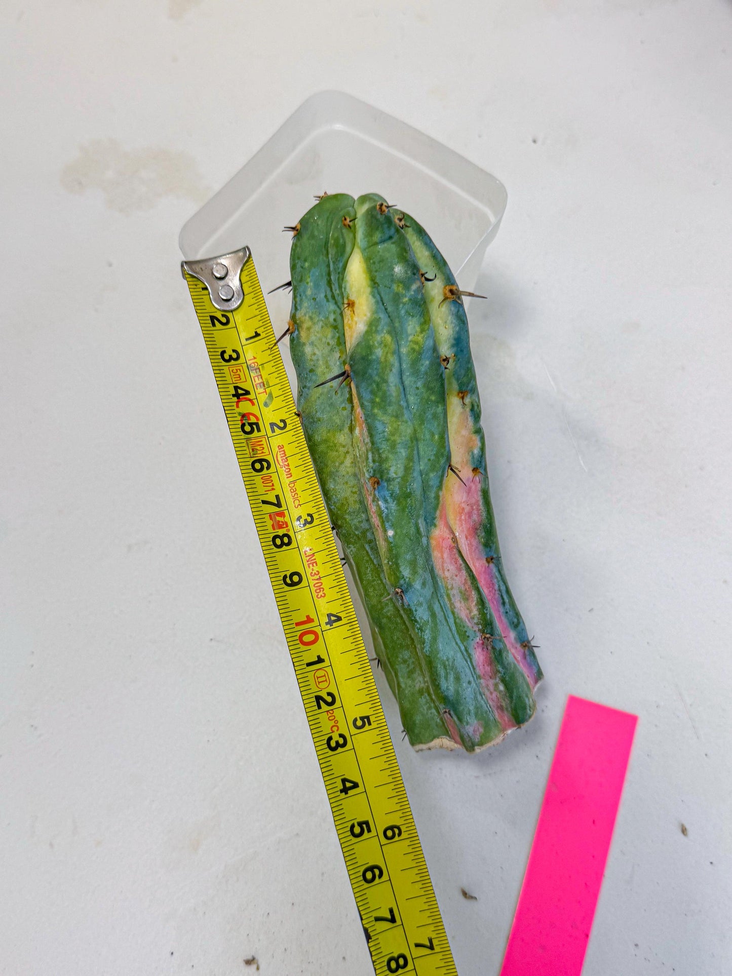 Myrtillocalycium chimera (pp) | Best For Grafted