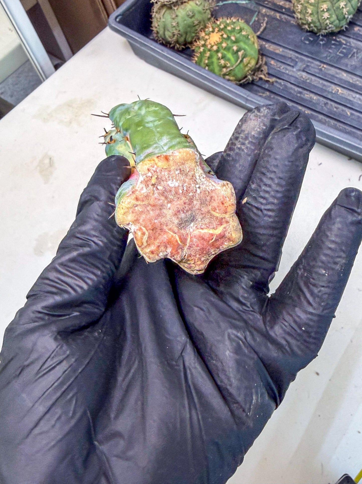 Myrtillocalycium chimera (pp) | Best For Grafted