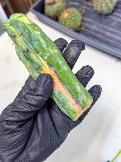 Myrtillocalycium chimera (pp) | Best For Grafted