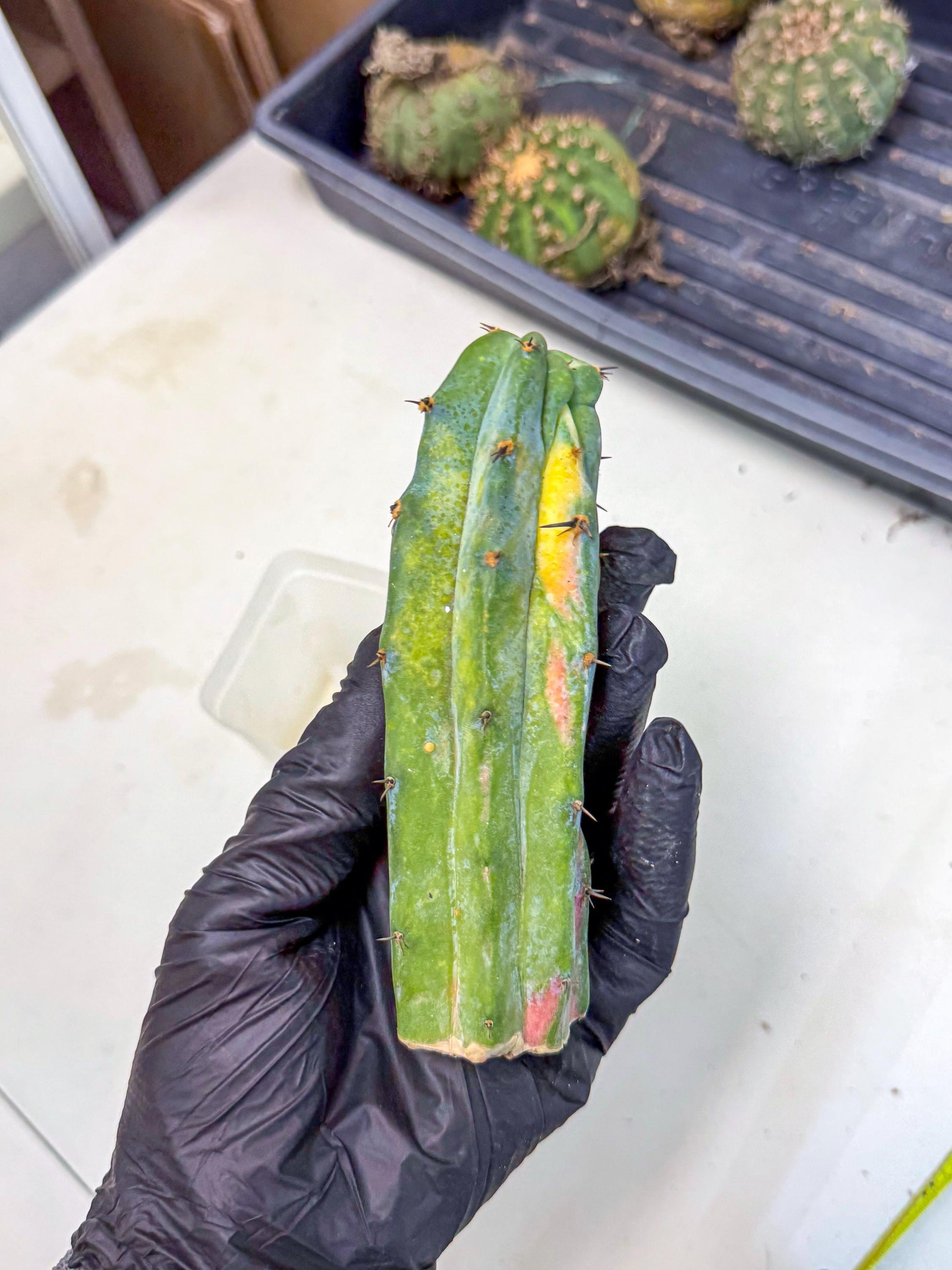 Myrtillocalycium chimera (pp) | Best For Grafted