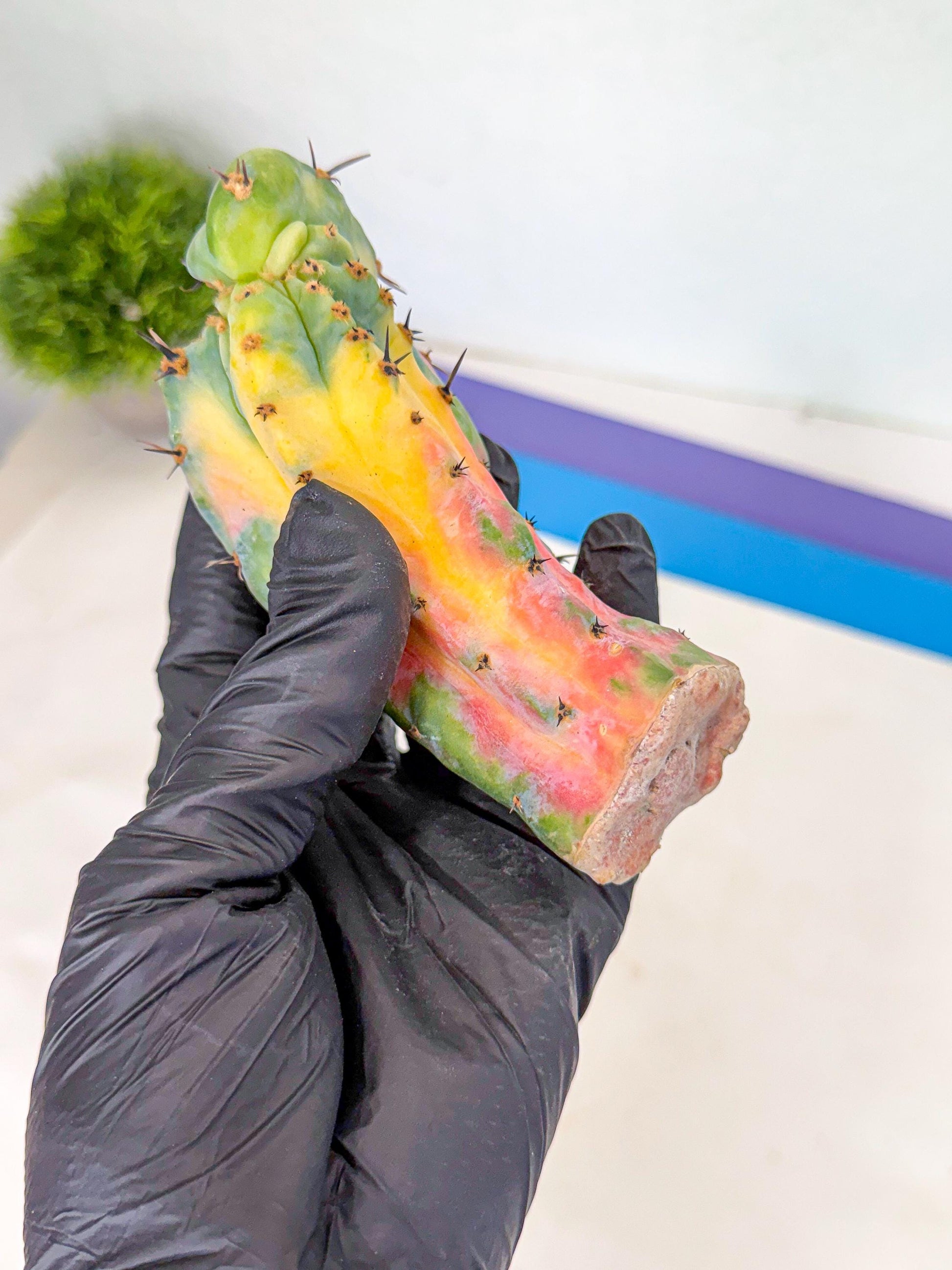 Myrtillocalycium chimera (yy) | Best For Grafted