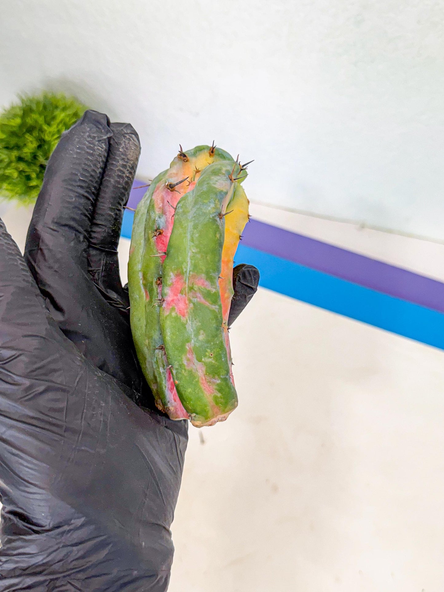 Myrtillocalycium chimera (yy) | Best For Grafted
