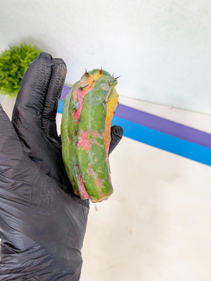 Myrtillocalycium chimera (yy) | Best For Grafted