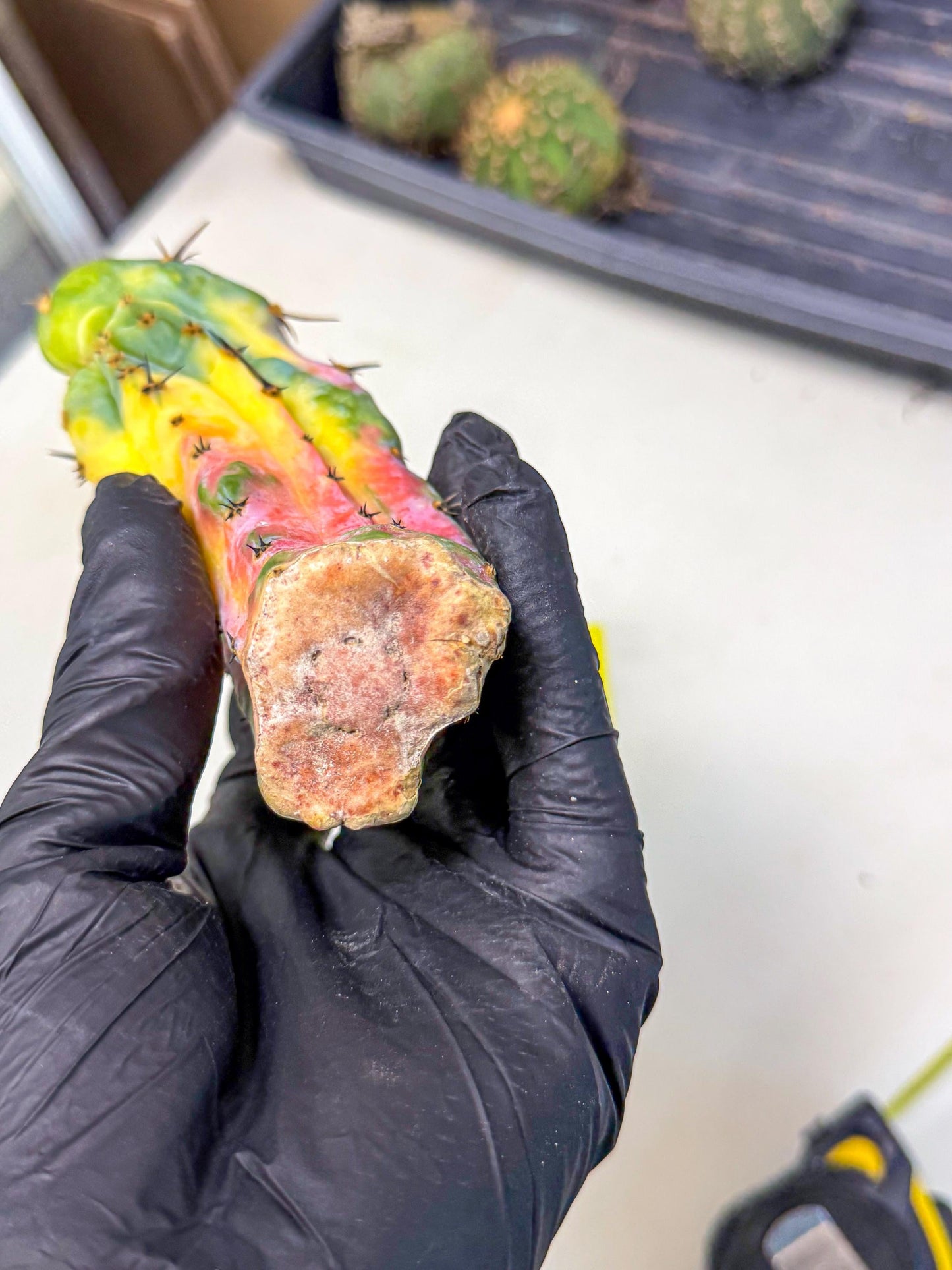 Myrtillocalycium chimera (yy) | Best For Grafted
