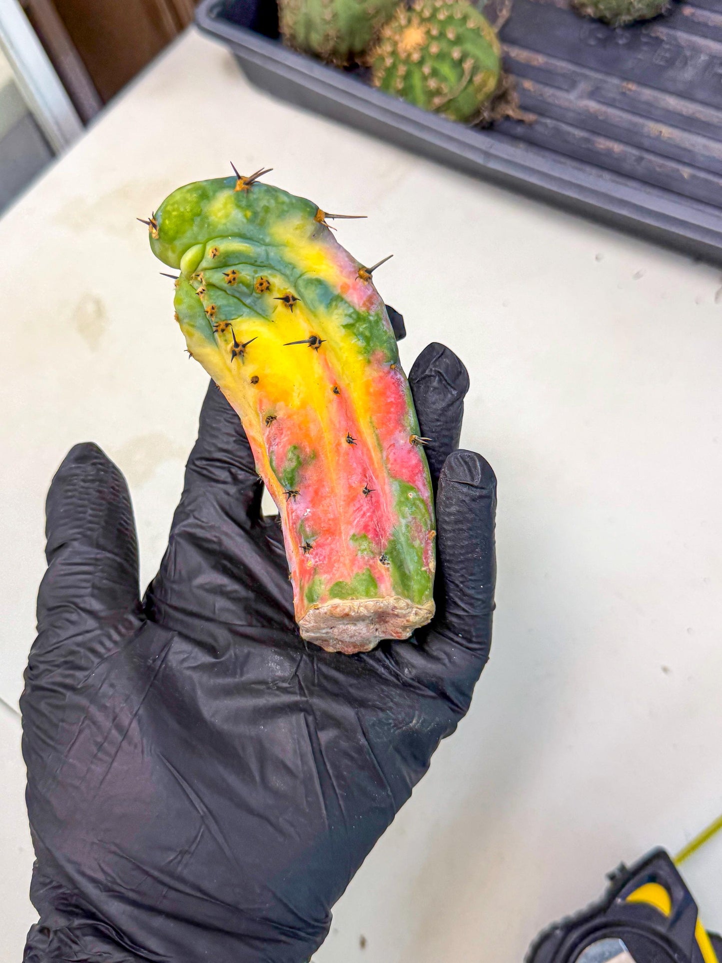 Myrtillocalycium chimera (yy) | Best For Grafted