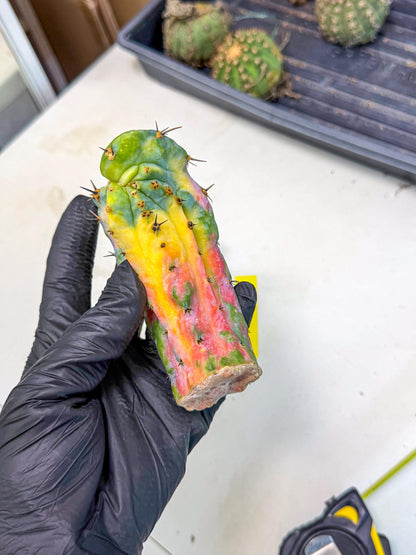 Myrtillocalycium chimera (yy) | Best For Grafted