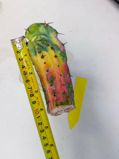 Myrtillocalycium chimera (yy) | Best For Grafted