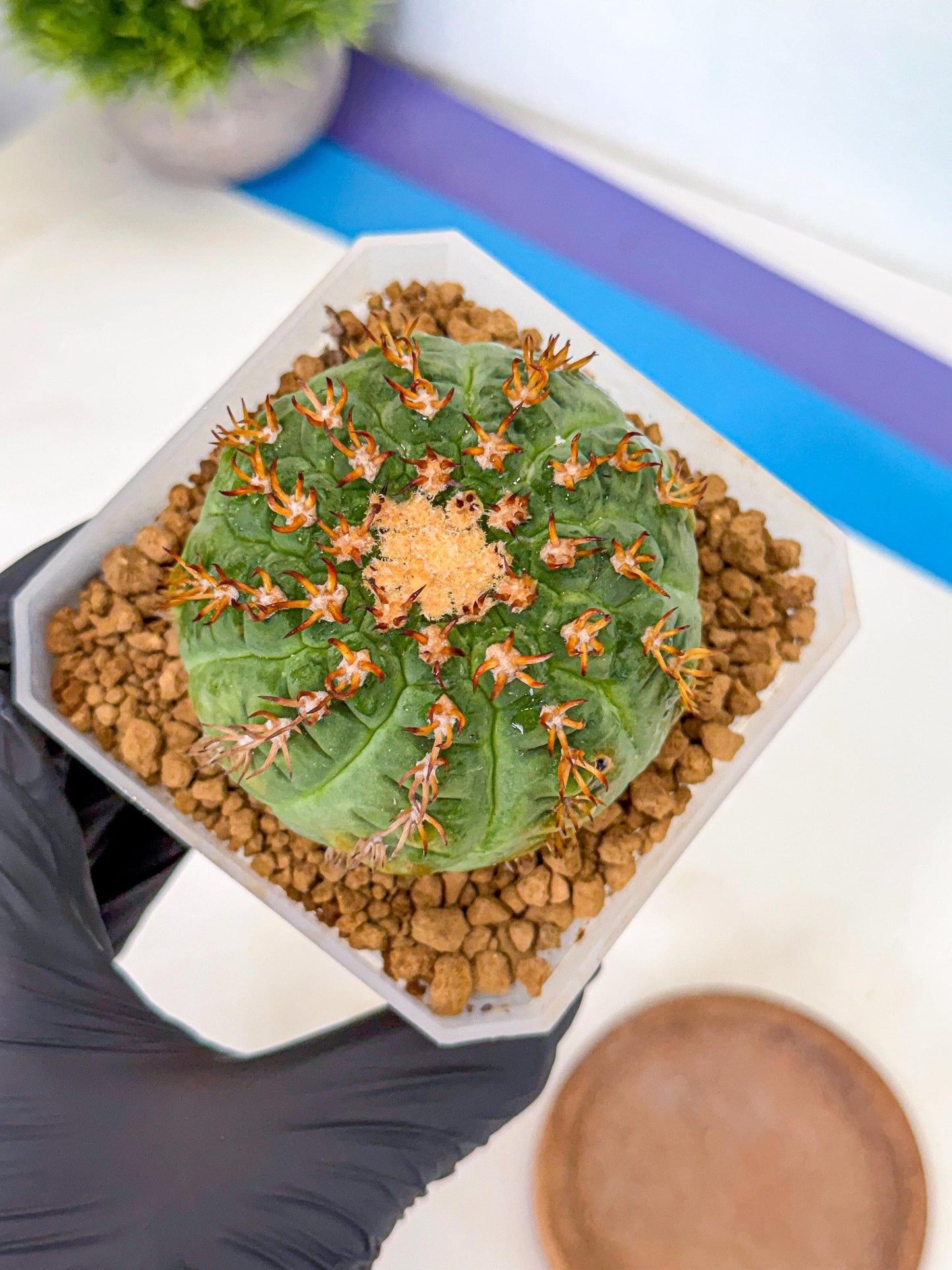 Gymnocalycium spegazzinii v.unguispinum (pp) | Imported Cactus