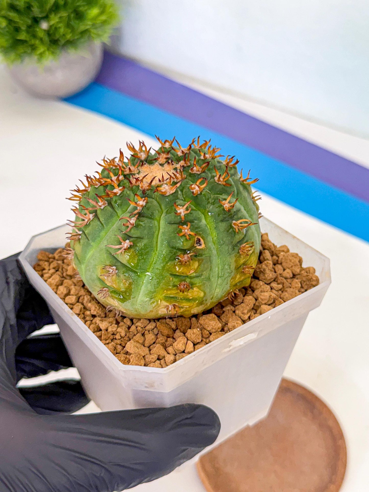 Gymnocalycium spegazzinii v.unguispinum (pp) | Imported Cactus
