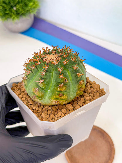 Gymnocalycium spegazzinii v.unguispinum (pp) | Imported Cactus