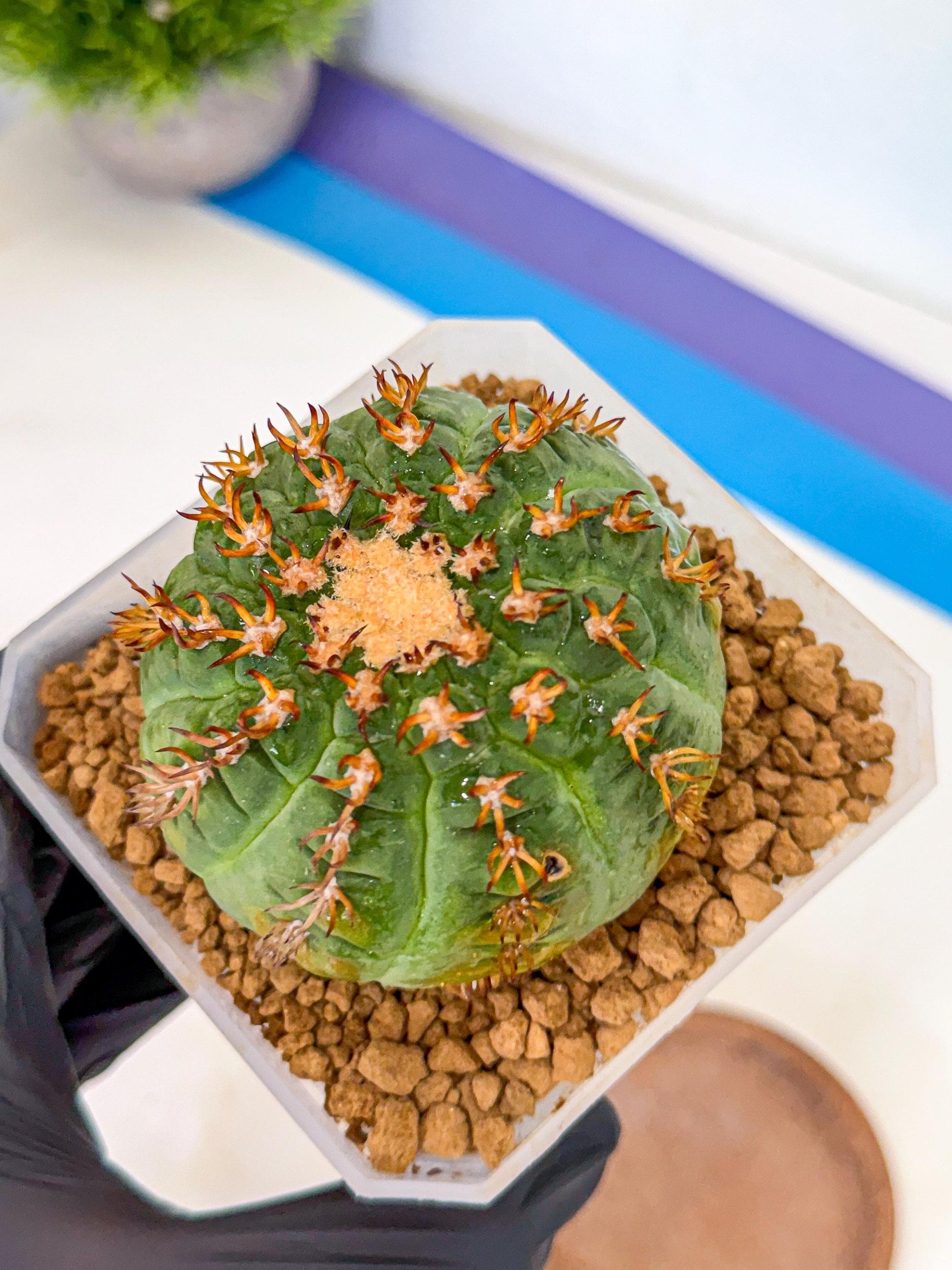 Gymnocalycium spegazzinii v.unguispinum (pp) | Imported Cactus