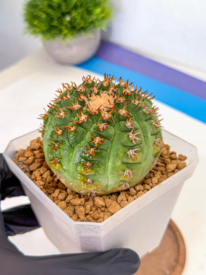 Gymnocalycium spegazzinii v.unguispinum (pp) | Imported Cactus