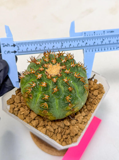 Gymnocalycium spegazzinii v.unguispinum (pp) | Imported Cactus