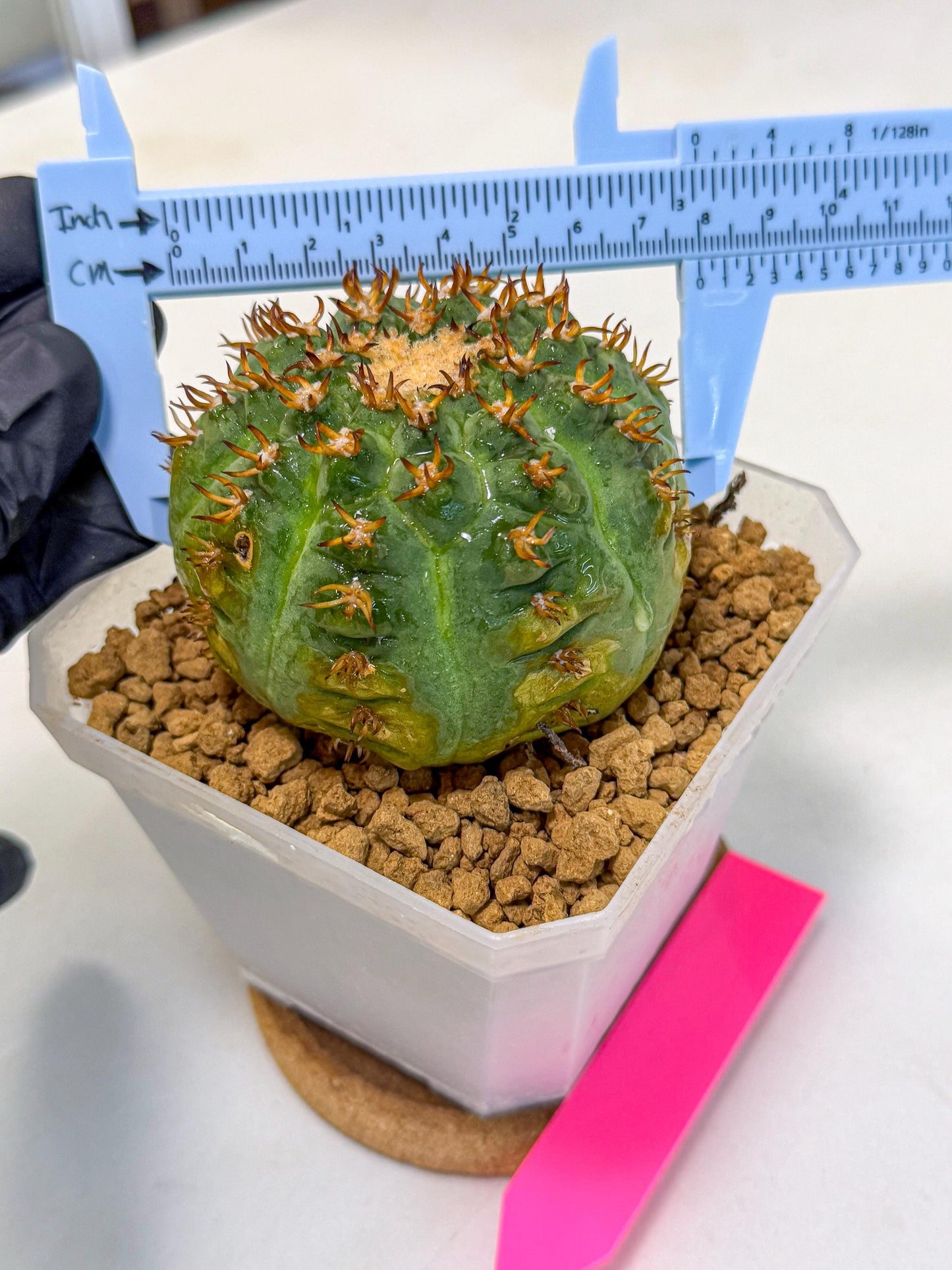 Gymnocalycium spegazzinii v.unguispinum (pp) | Imported Cactus