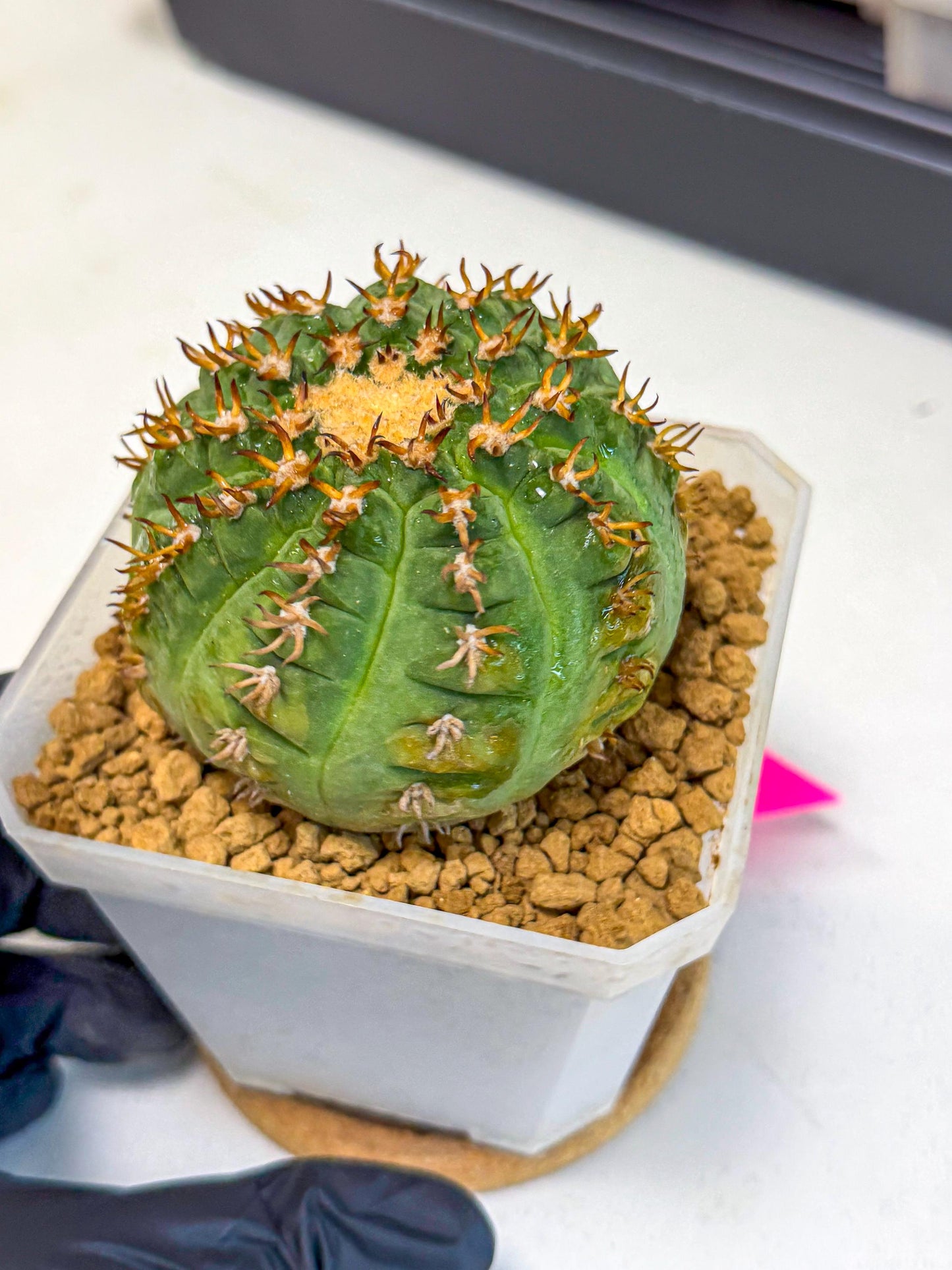 Gymnocalycium spegazzinii v.unguispinum (pp) | Imported Cactus