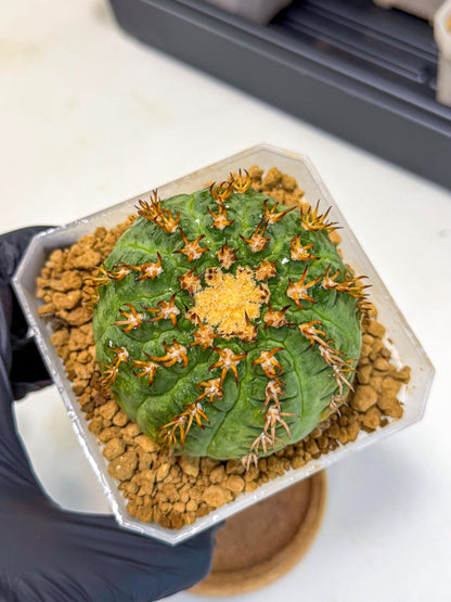 Gymnocalycium spegazzinii v.unguispinum (pp) | Imported Cactus