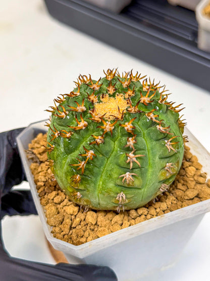 Gymnocalycium spegazzinii v.unguispinum (pp) | Imported Cactus