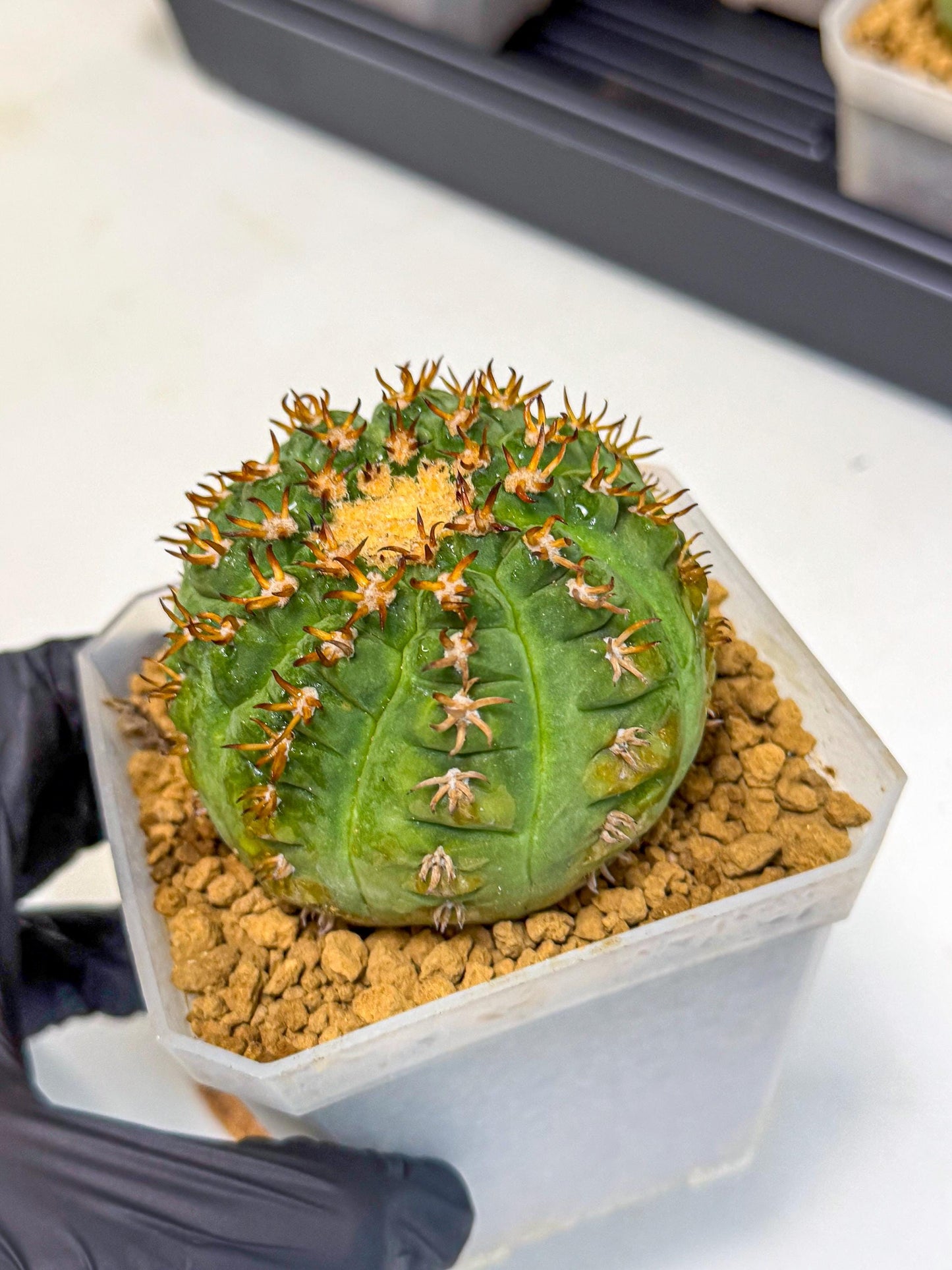Gymnocalycium spegazzinii v.unguispinum (pp) | Imported Cactus