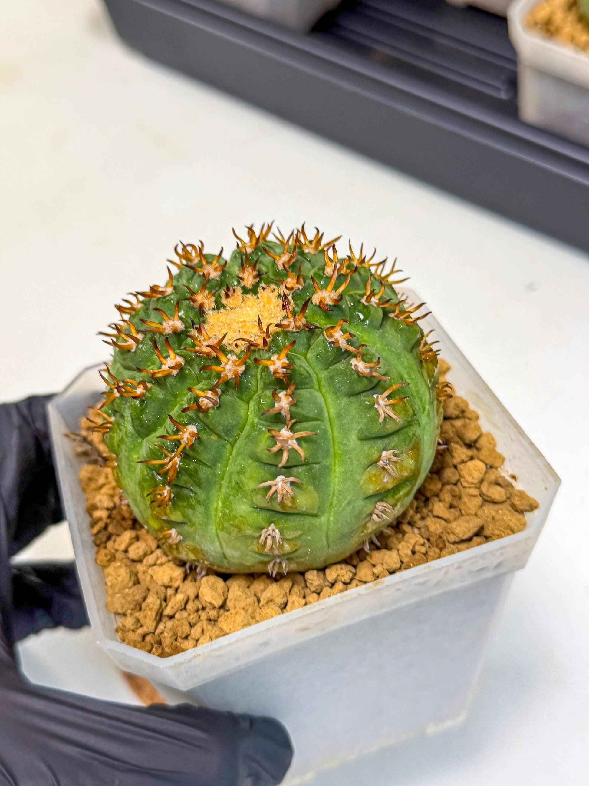 Gymnocalycium spegazzinii v.unguispinum (pp) | Imported Cactus