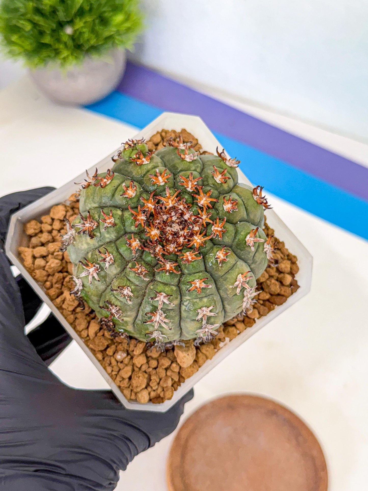 Gymnocalycium spegazzinii v.unguispinum (yy) | Imported Cactus