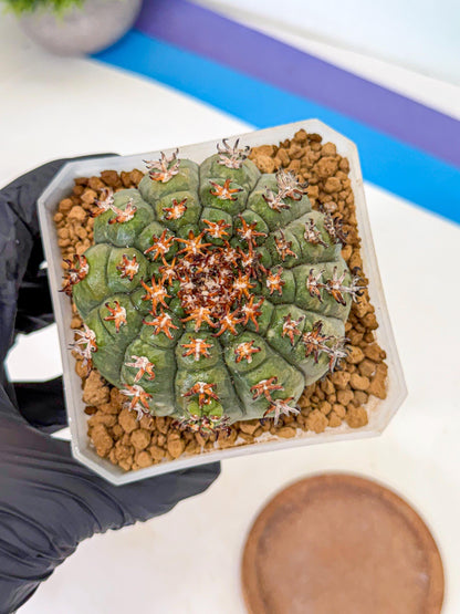 Gymnocalycium spegazzinii v.unguispinum (yy) | Imported Cactus