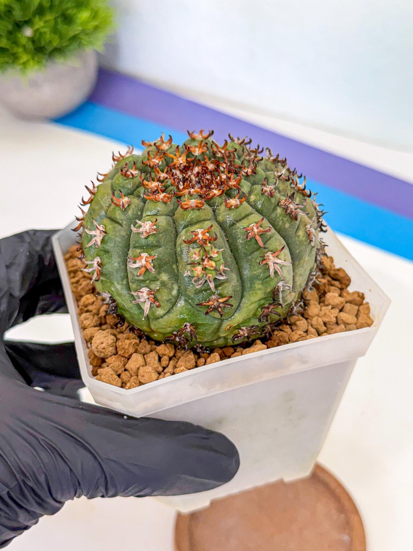 Gymnocalycium spegazzinii v.unguispinum (yy) | Imported Cactus