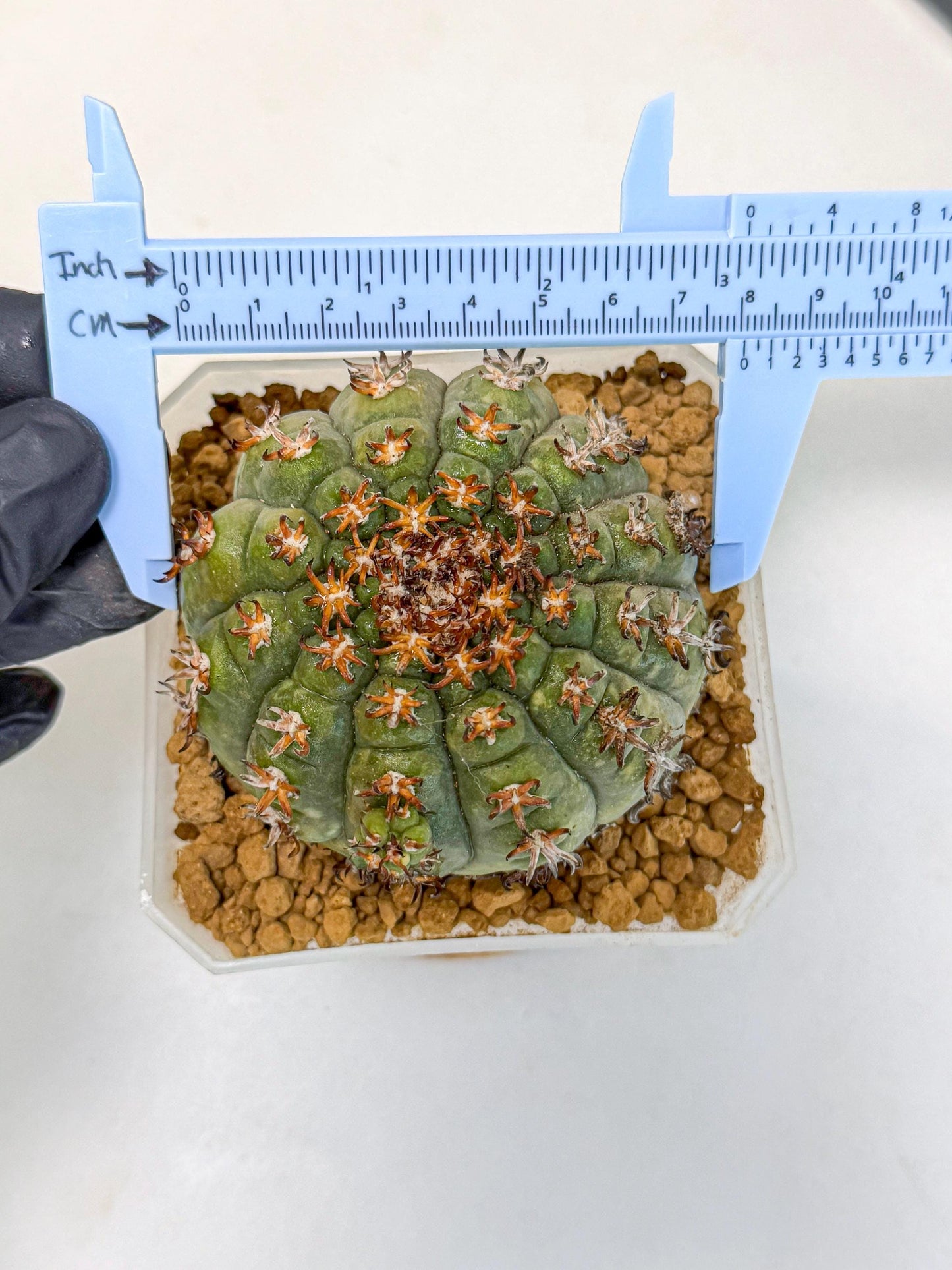 Gymnocalycium spegazzinii v.unguispinum (yy) | Imported Cactus