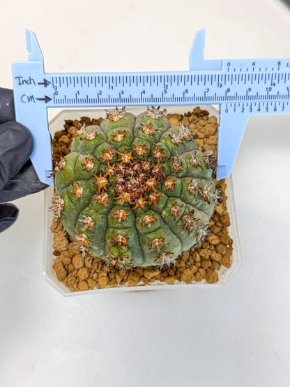 Gymnocalycium spegazzinii v.unguispinum (yy) | Imported Cactus