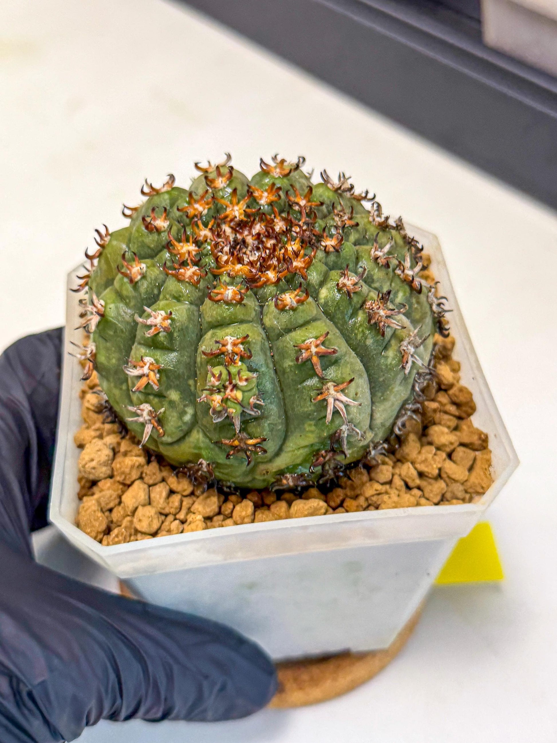 Gymnocalycium spegazzinii v.unguispinum (yy) | Imported Cactus