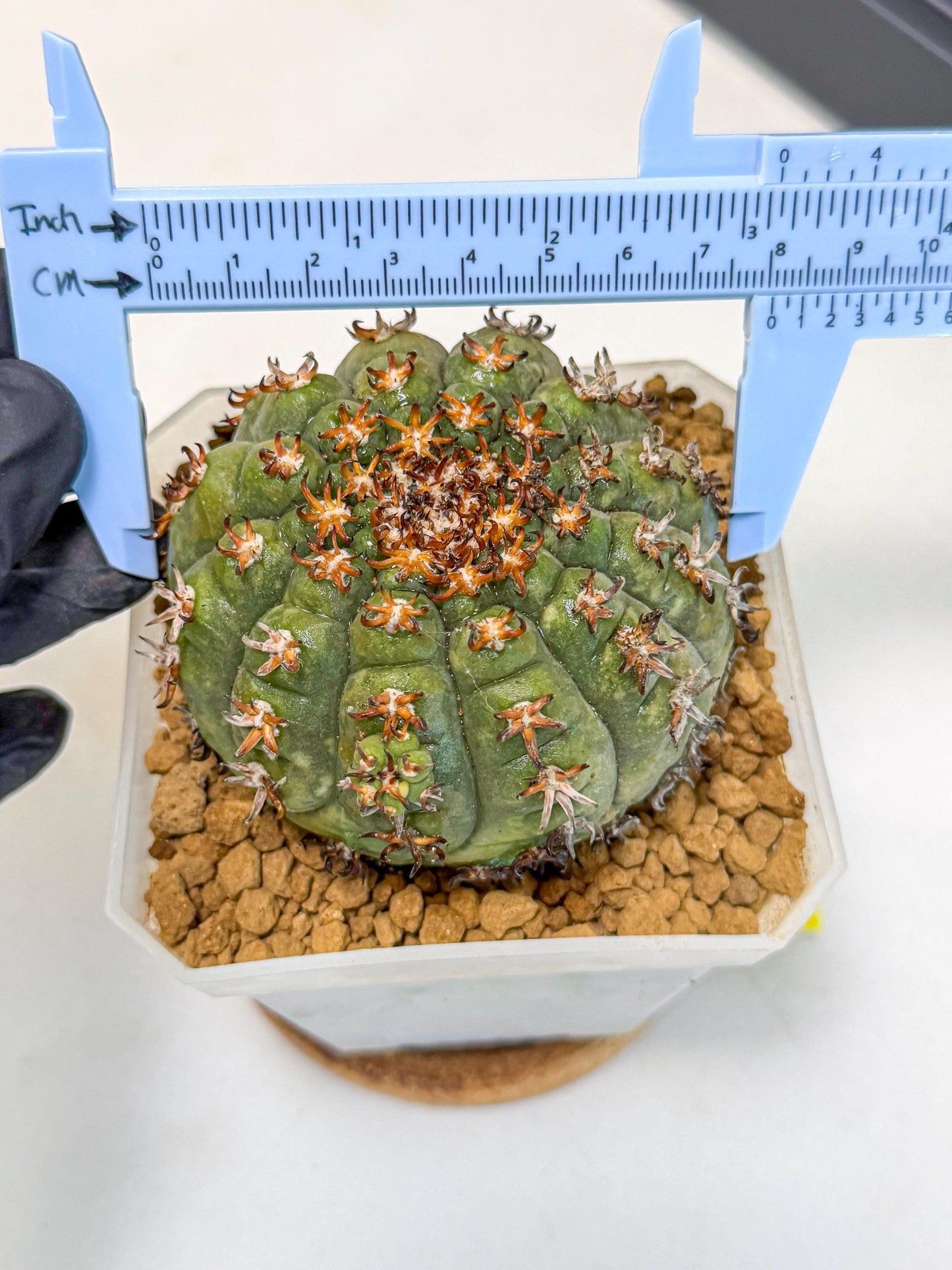 Gymnocalycium spegazzinii v.unguispinum (yy) | Imported Cactus