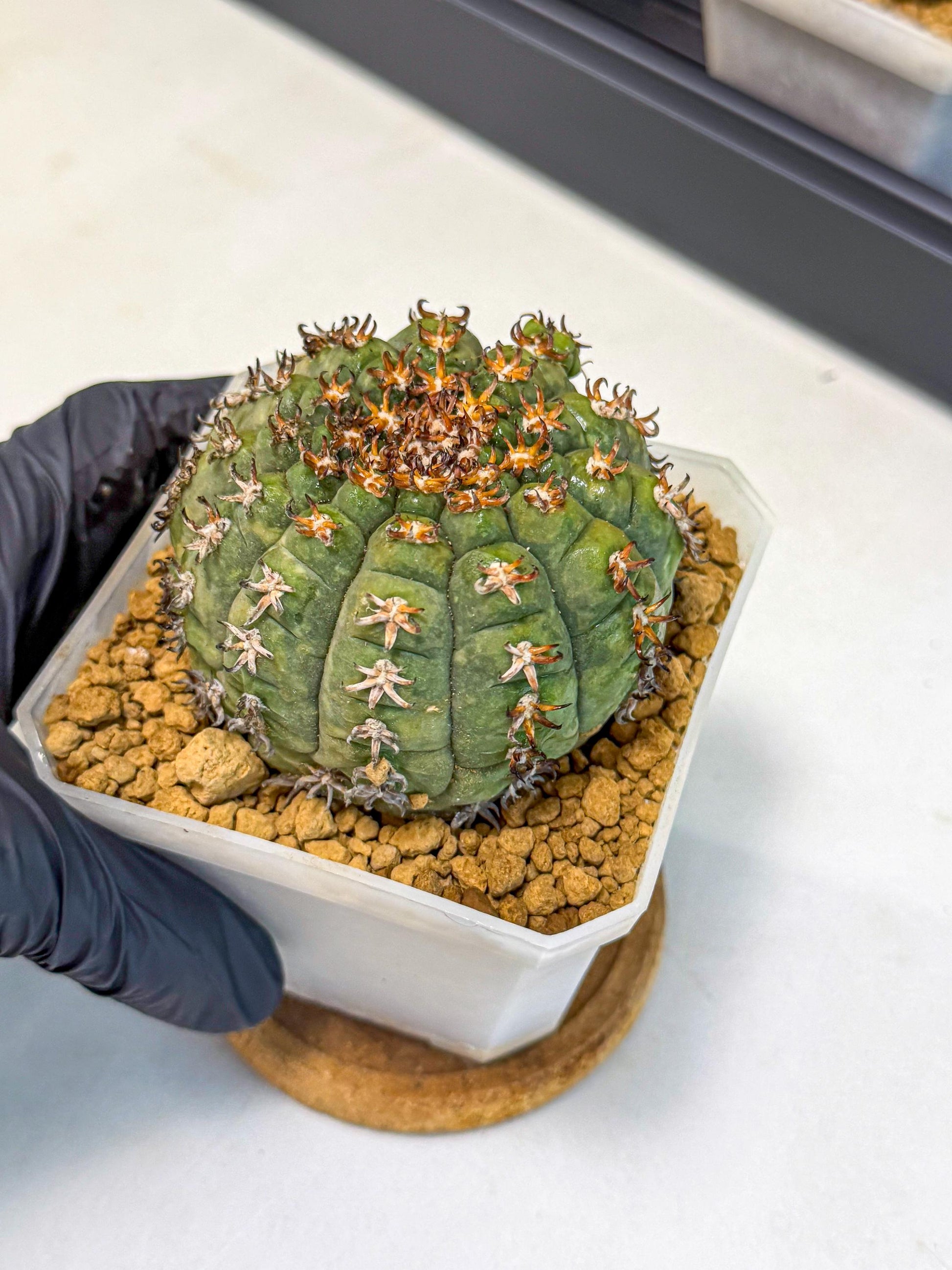 Gymnocalycium spegazzinii v.unguispinum (yy) | Imported Cactus