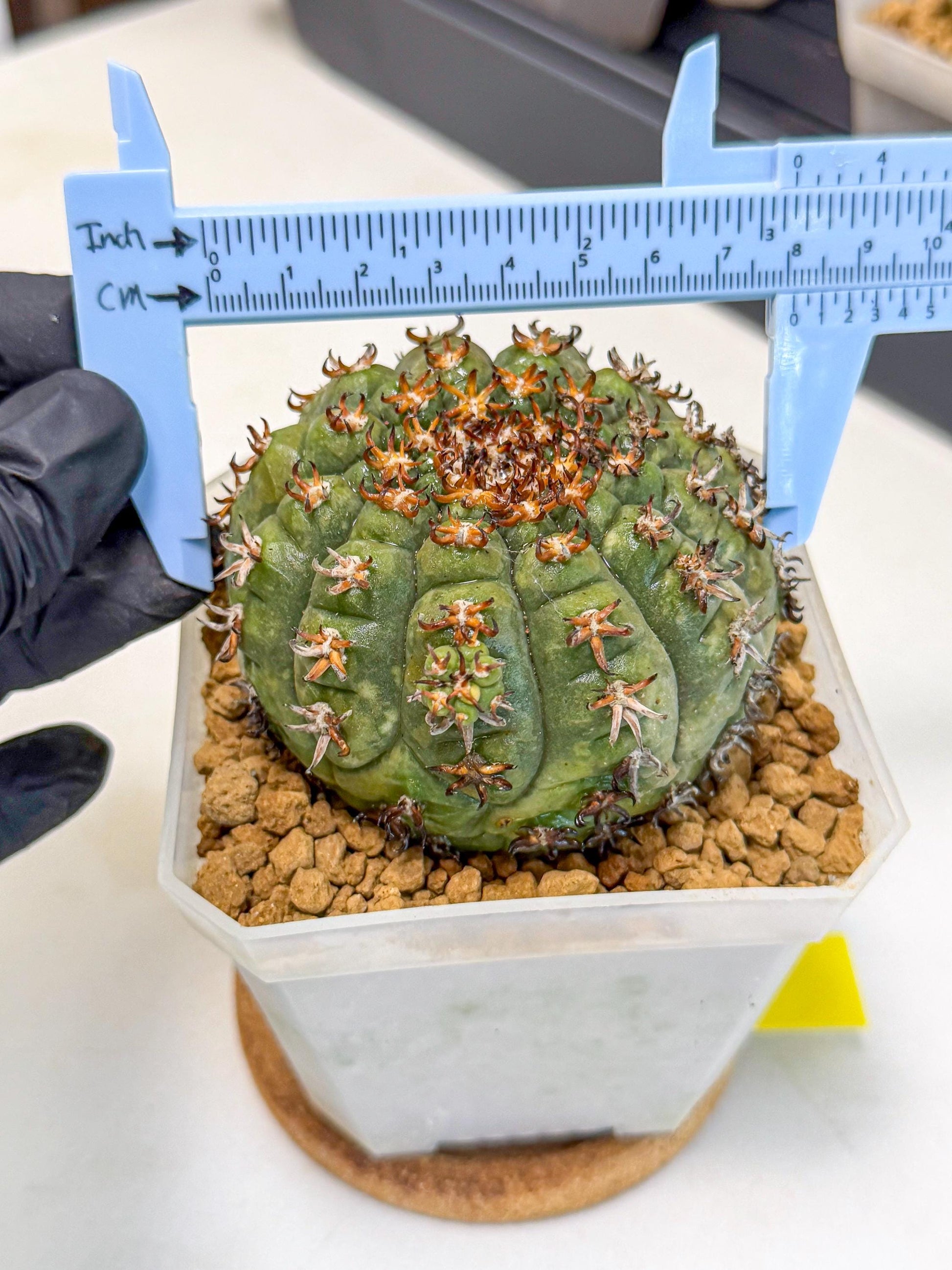 Gymnocalycium spegazzinii v.unguispinum (yy) | Imported Cactus