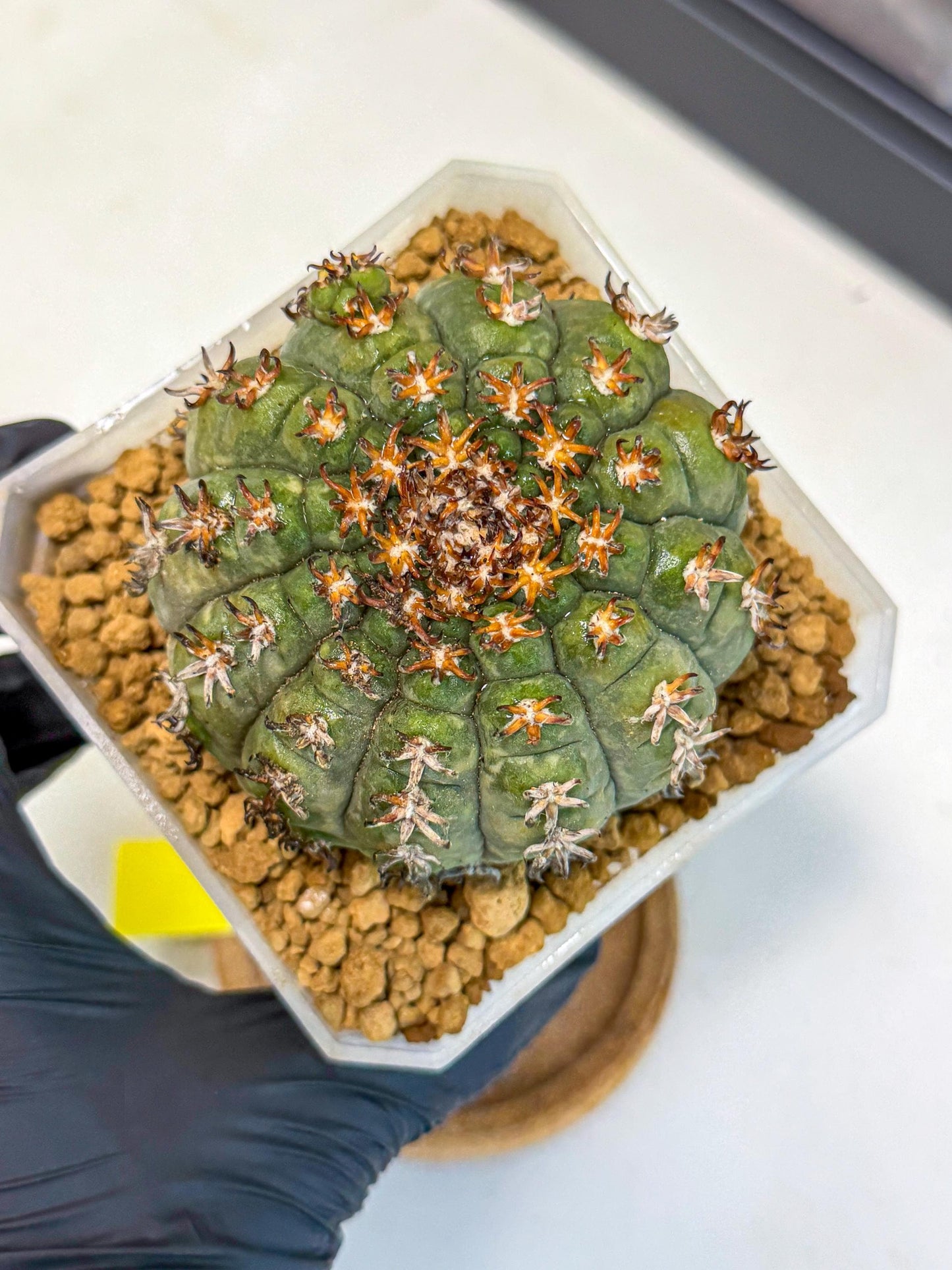 Gymnocalycium spegazzinii v.unguispinum (yy) | Imported Cactus