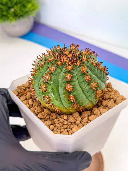 Gymnocalycium spegazzinii v.unguispinum (Bb) | Imported Cactus