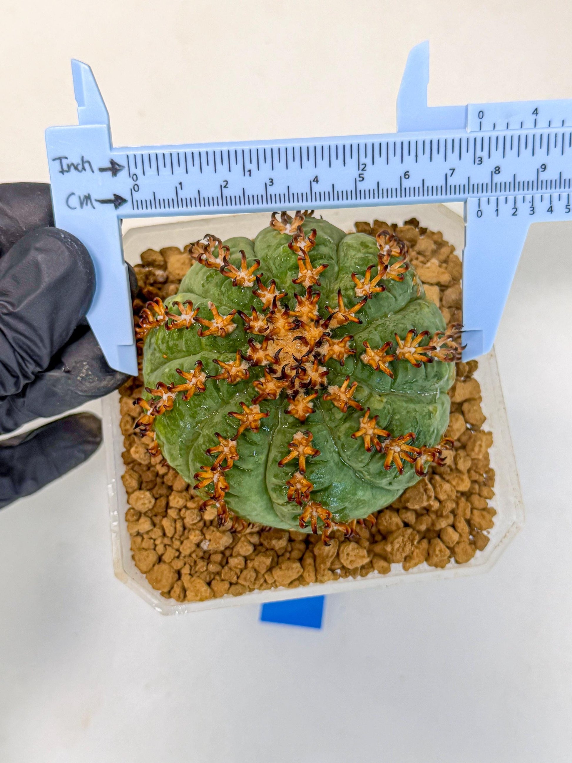 Gymnocalycium spegazzinii v.unguispinum (Bb) | Imported Cactus