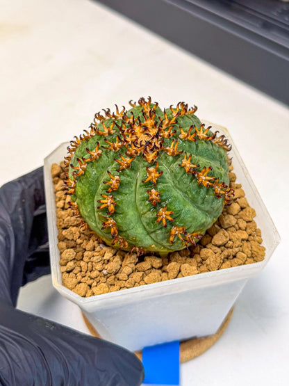 Gymnocalycium spegazzinii v.unguispinum (Bb) | Imported Cactus