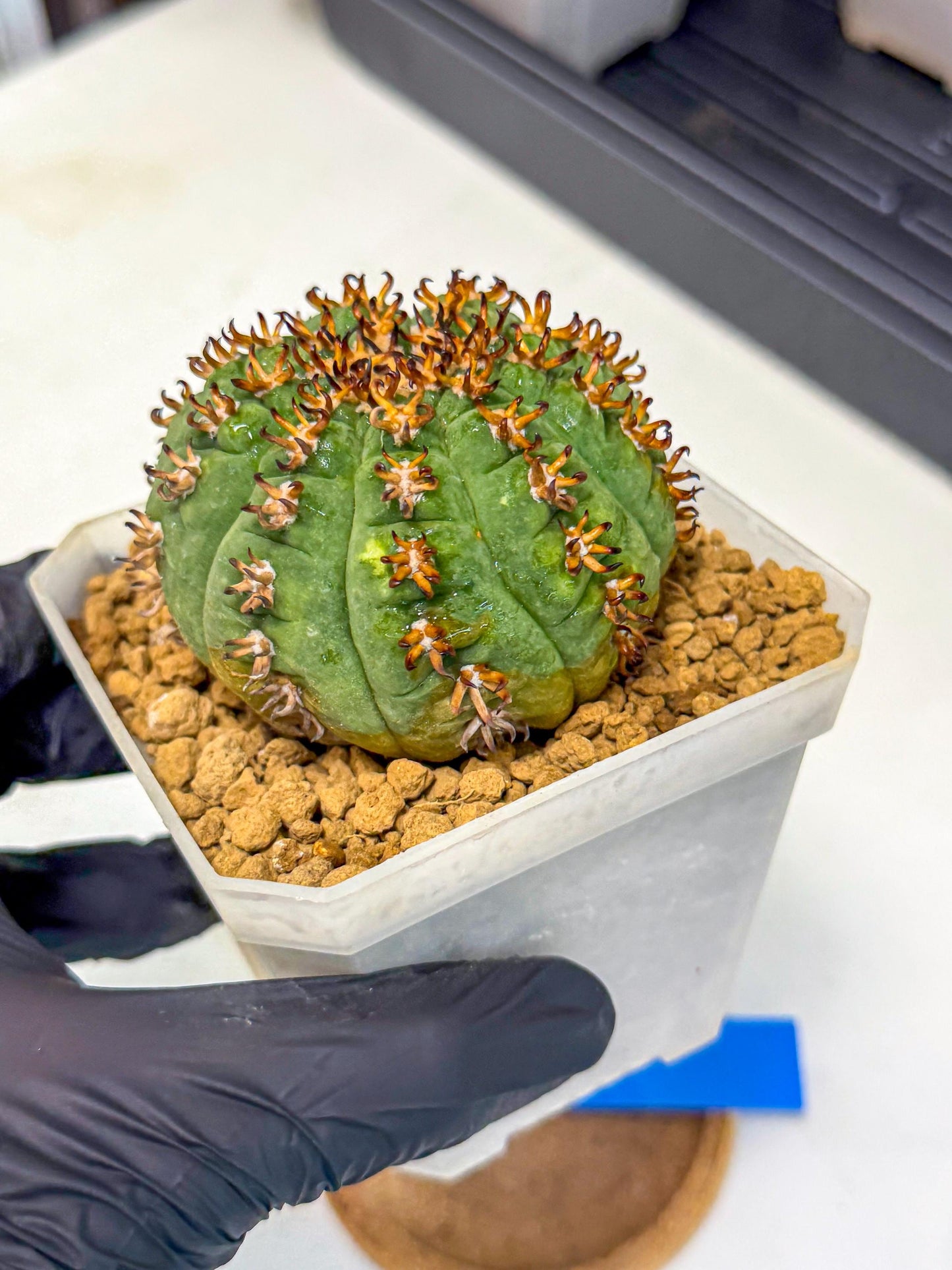Gymnocalycium spegazzinii v.unguispinum (Bb) | Imported Cactus