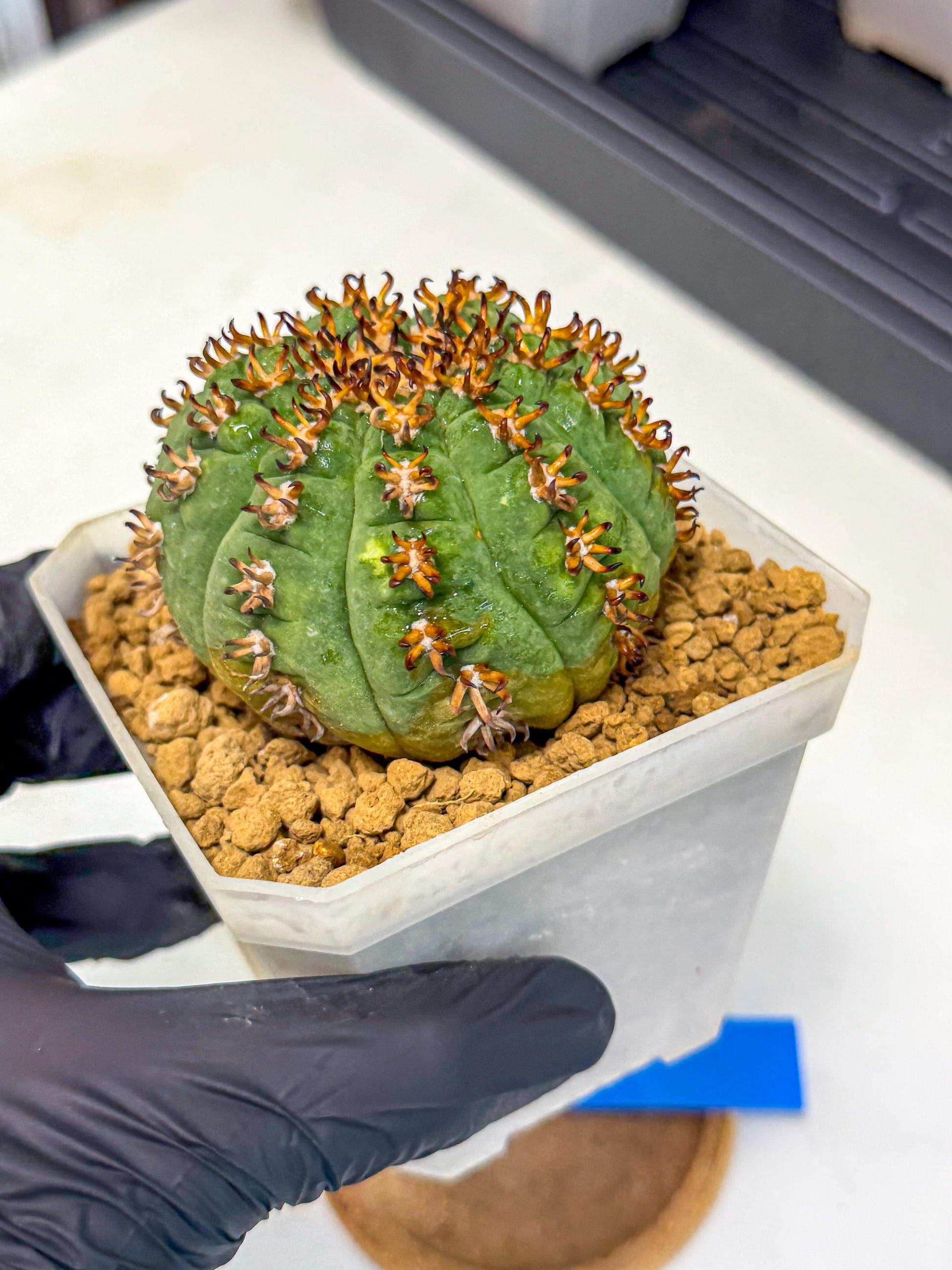 Gymnocalycium spegazzinii v.unguispinum (Bb) | Imported Cactus
