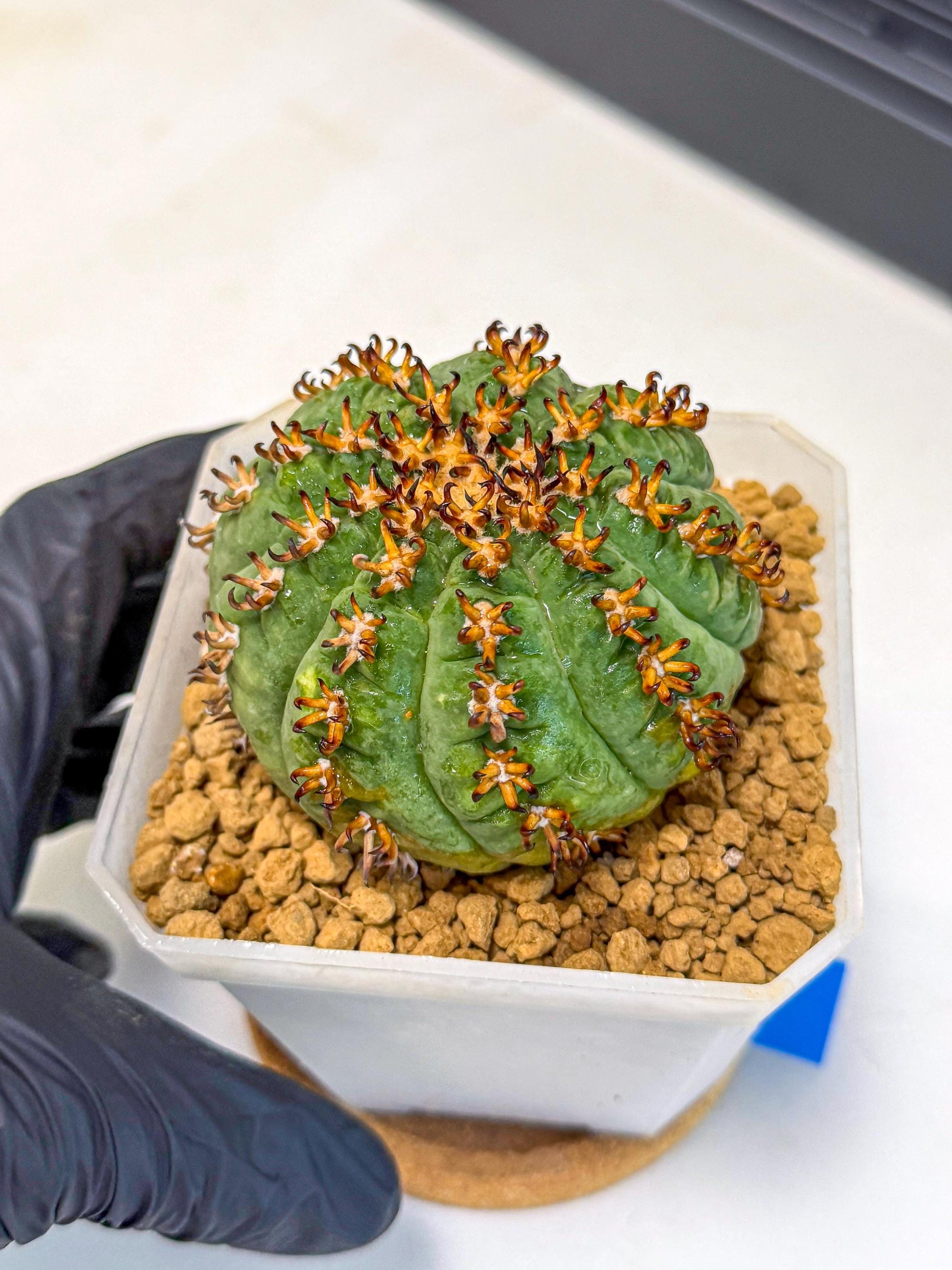 Gymnocalycium spegazzinii v.unguispinum (Bb) | Imported Cactus