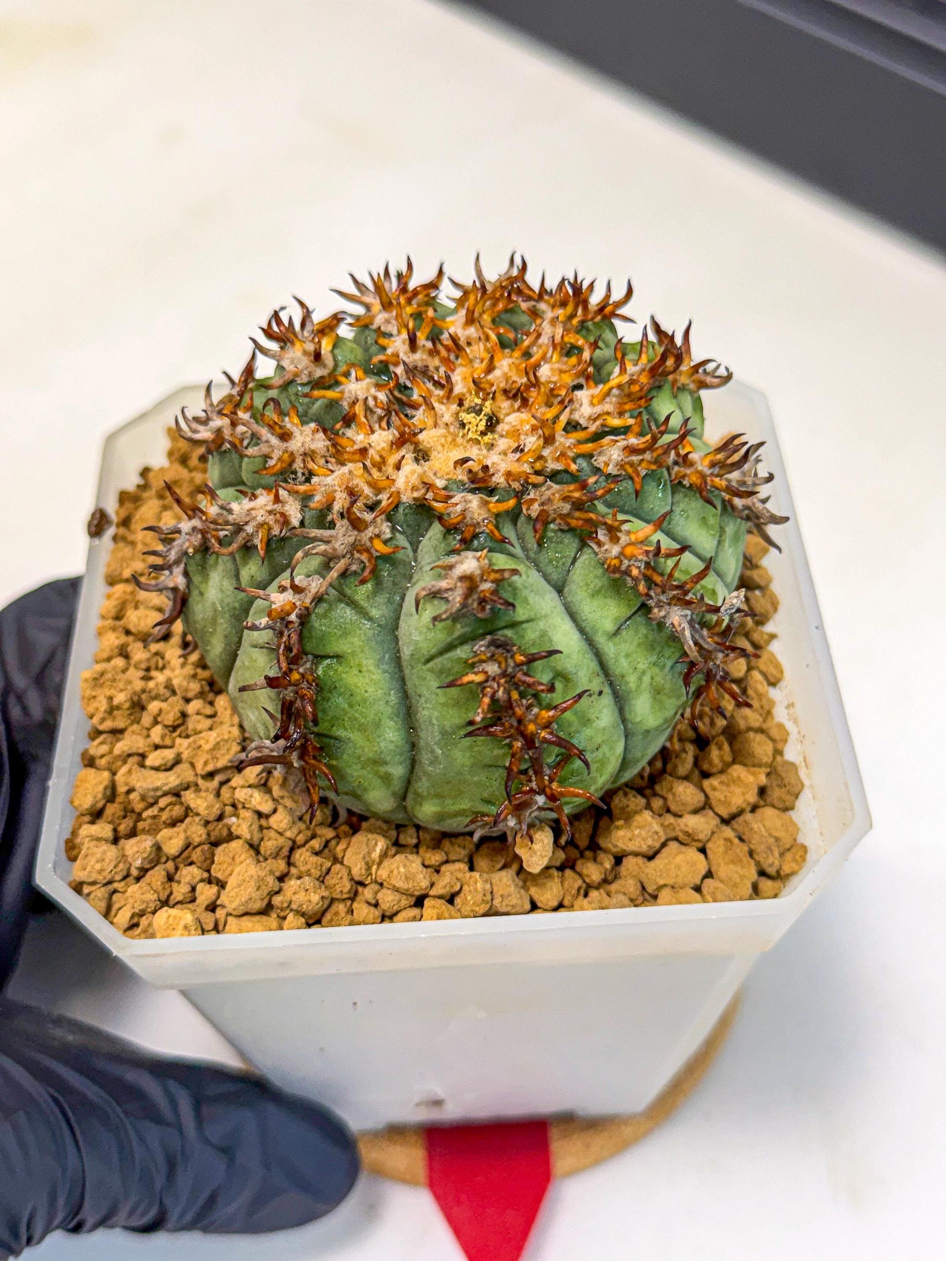 Gymnocalycium spegazzinii v.unguispinum (rr) | Imported Cactus