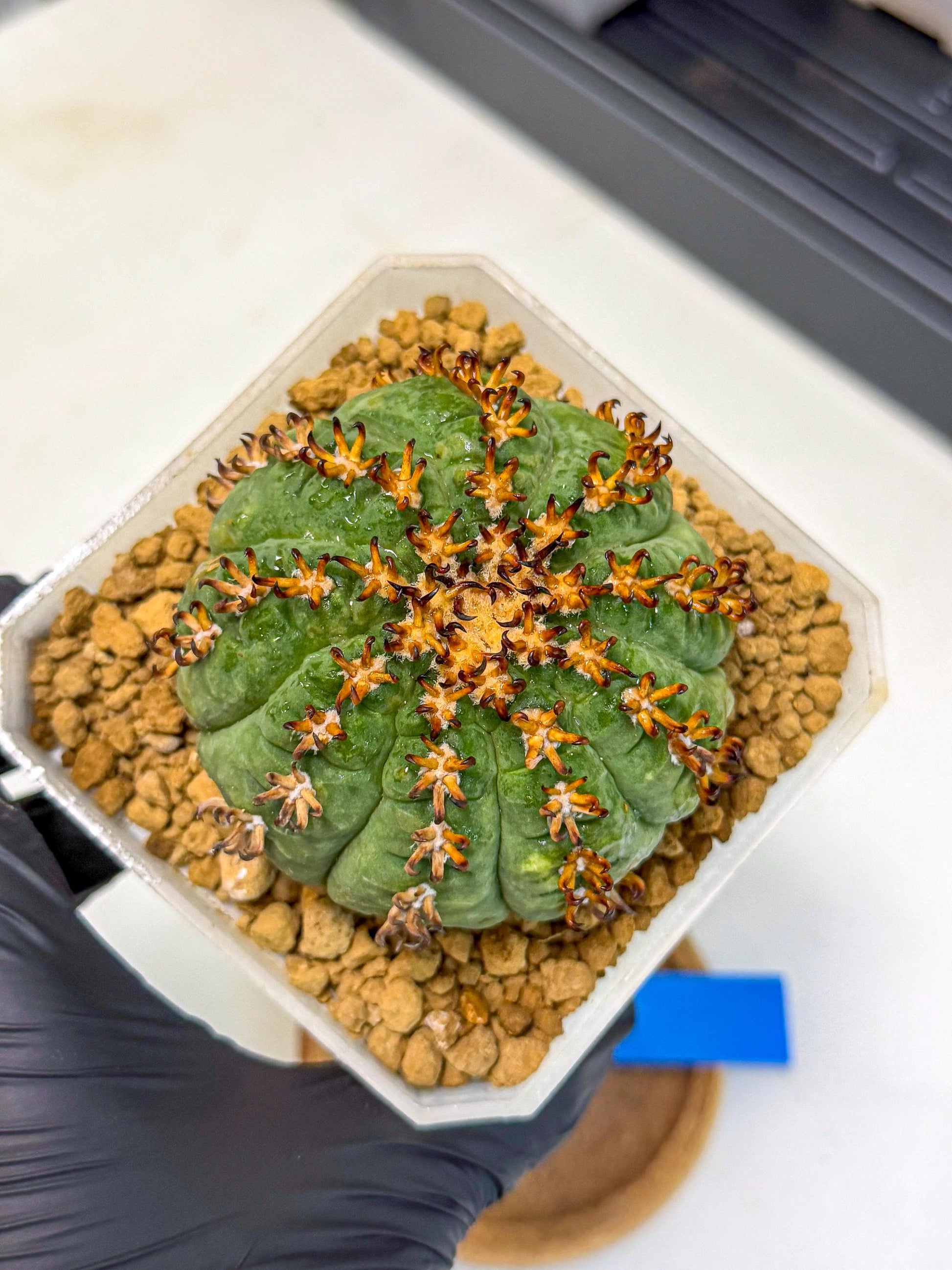 Gymnocalycium spegazzinii v.unguispinum (Bb) | Imported Cactus