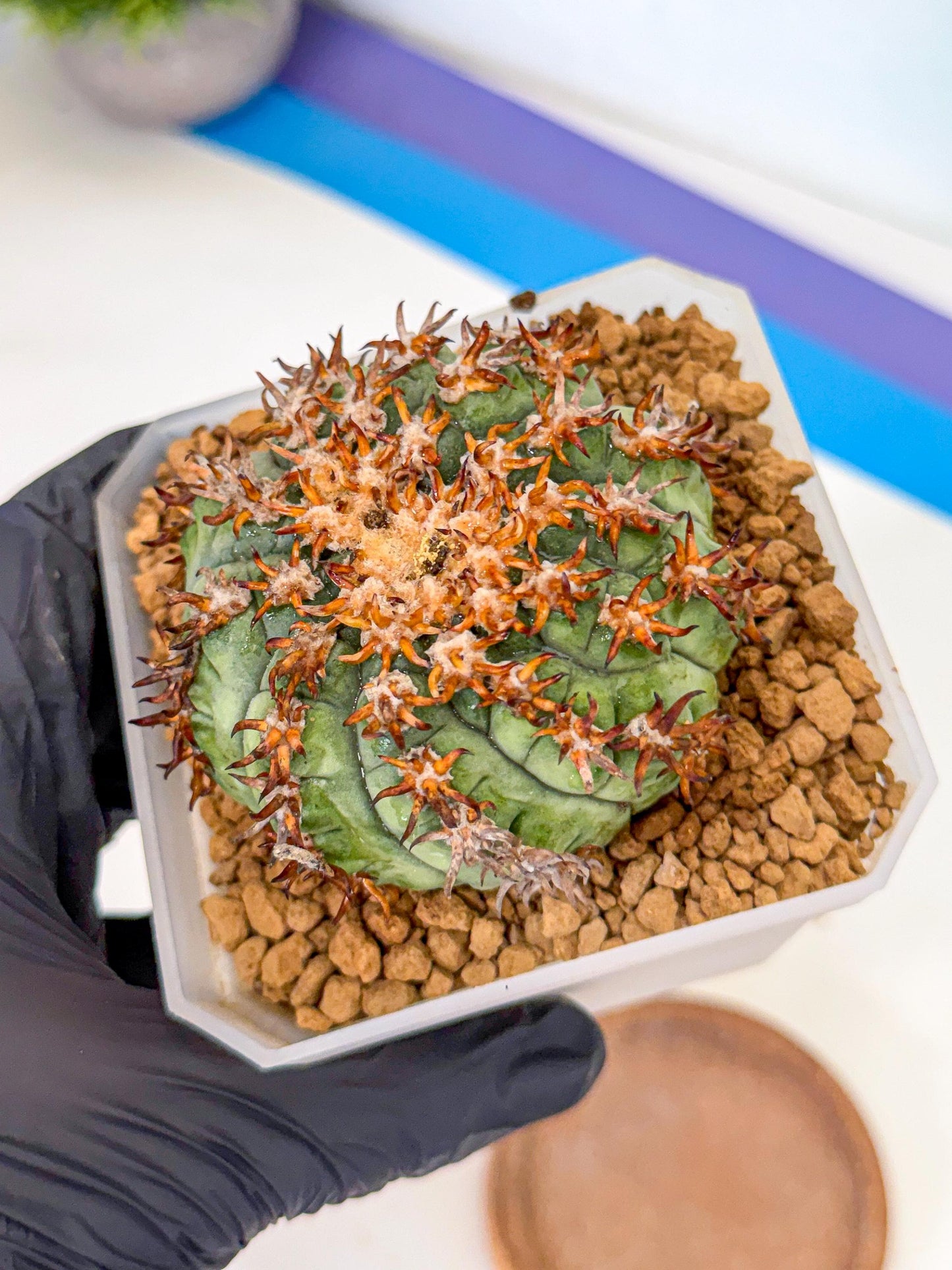 Gymnocalycium spegazzinii v.unguispinum (rr) | Imported Cactus